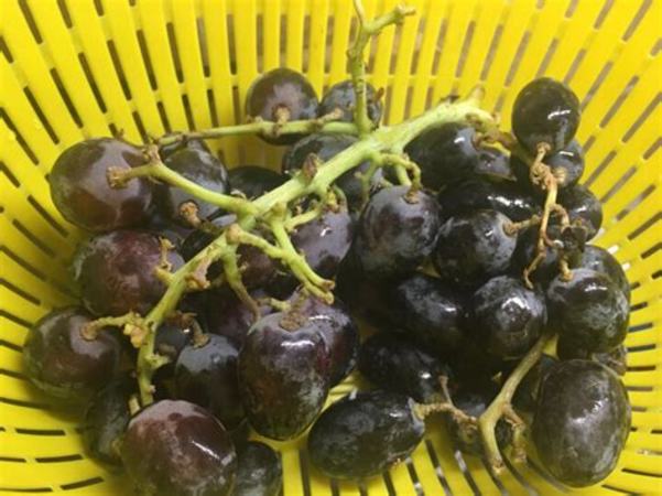 在家种的葡萄又酸又涩,什么样的葡萄在家好种