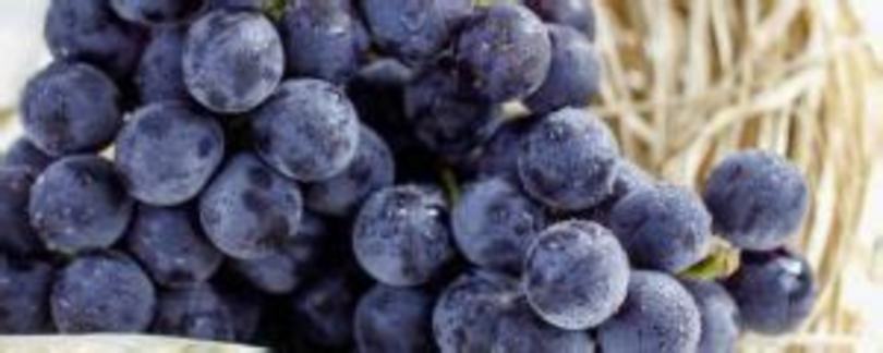 酿造葡萄酒的葡萄品种,用葡萄酿葡萄酒怎么酿造