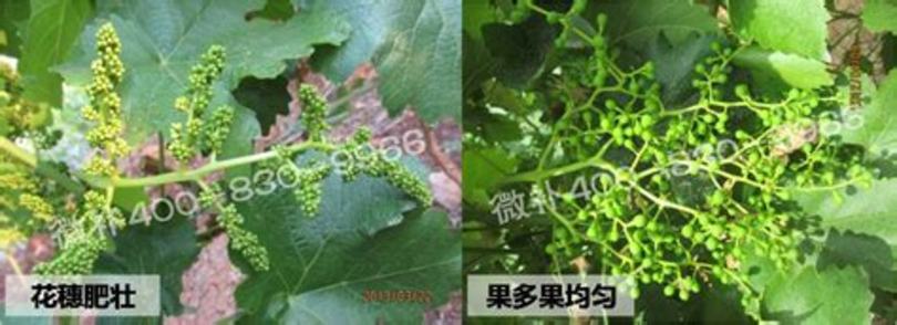 [资料]晚红葡萄优质栽培技巧,晚红葡萄怎么管理