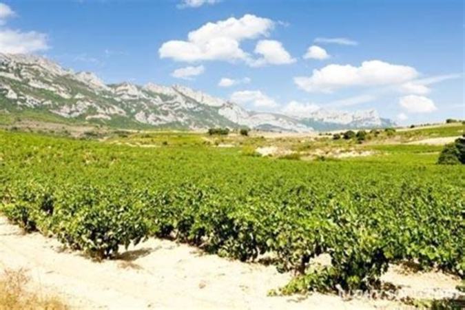 西拉葡萄哪个产区好,了解西拉葡萄主要种植区域