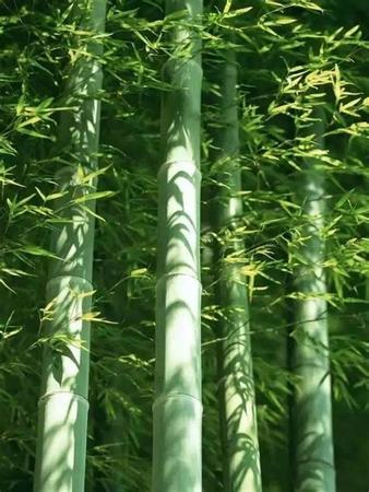 竹酒选用什么竹子,白酒灌入竹子养2年