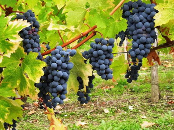 红葡萄酒和白葡萄酿造工艺上的不同(白红葡萄酒酿造工艺的区别)