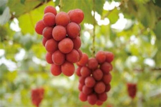 有香味葡萄品种有哪些,全球5大芳香型葡萄品种
