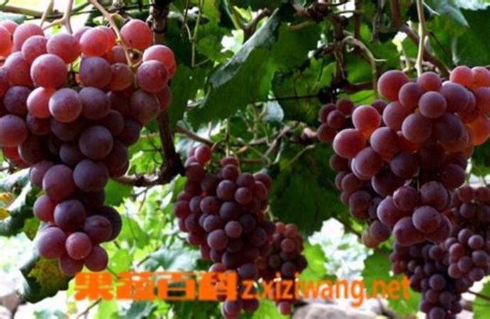 中国有哪些白葡萄品种,不认识这些白葡萄品种