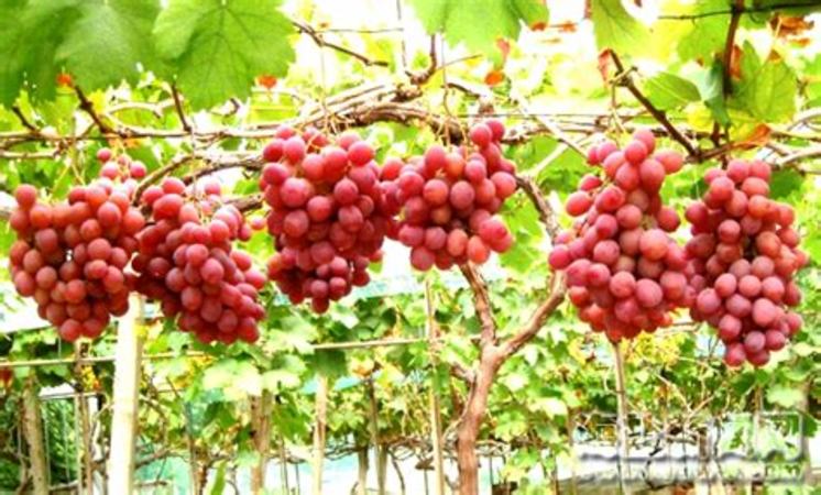 葡萄为何出现大小粒,红巴葡萄为什么颗粒大