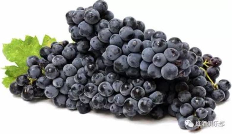 主要的红葡萄品种有哪些,关键词