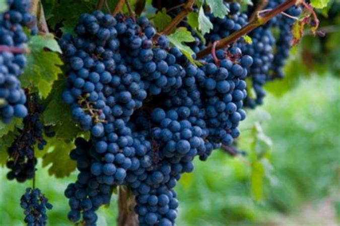 佳美娜葡萄品种在哪里,智利佳美娜葡萄品种