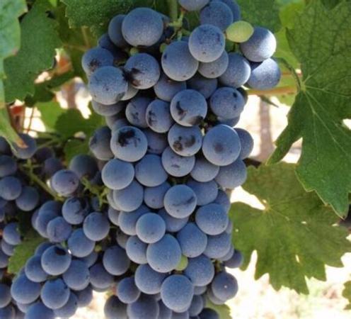 用来酿酒的葡萄品种有哪些,最常见的16种酿酒红葡萄品种