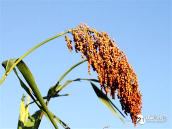 黑龙江哪里产高粱,稳定全年粮食播种面积和产量