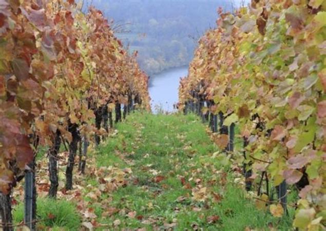 葡萄酒的葡萄品种有哪些,24种世界最著名的葡萄品种