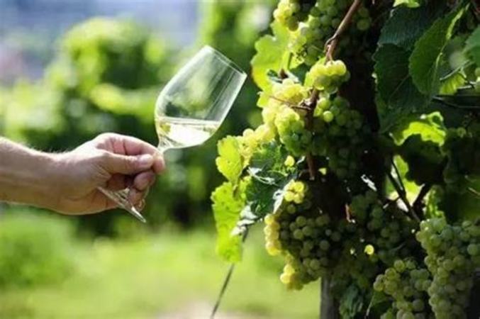 奥地利葡萄酒的葡萄品种有哪些,你离奥地利葡萄酒行家只差这篇指南