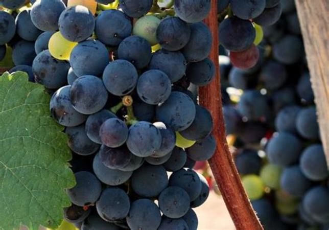 小粒葡萄品种有哪些,你不得不知的芳香葡萄品种