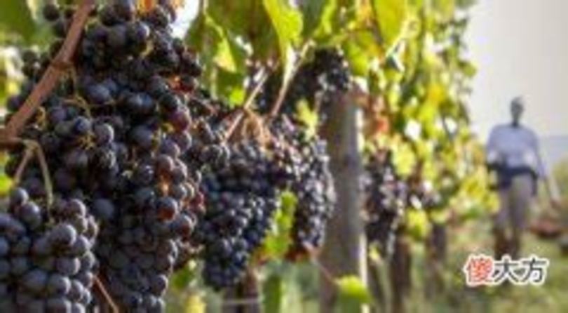 法国进口葡萄酒葡萄品种有哪些,卢瓦尔河流域产区的葡萄品种