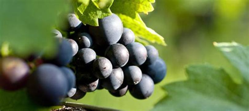梅洛和黑皮诺哪个酸度更低,黑皮诺和梅洛葡萄酒的风格有何区别