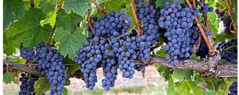 葡萄醇 作用是什么,入秋后吃葡萄的