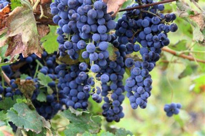 葡萄树种多久可以酿酒,酿酒葡萄种植管理