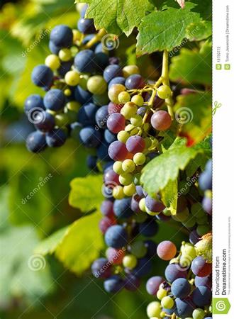 蓝宝葡萄怎么样,选葡萄品种很头痛