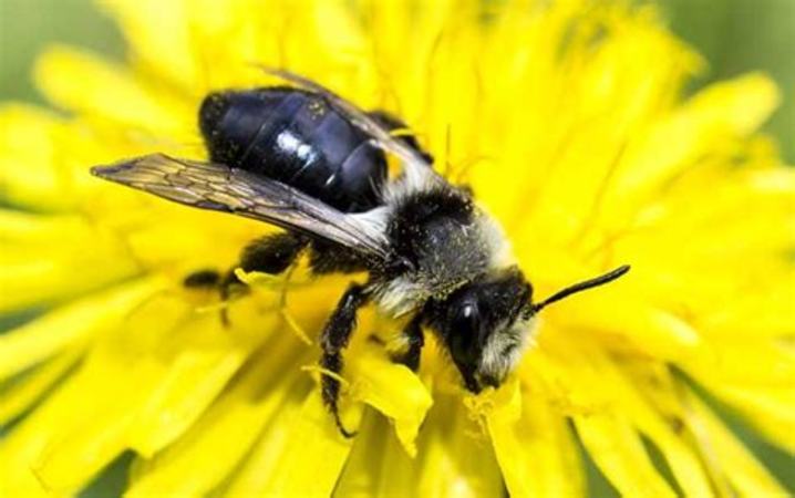 新疆黑蜂蜜为什么起泡,蜂蜜为什么会起泡