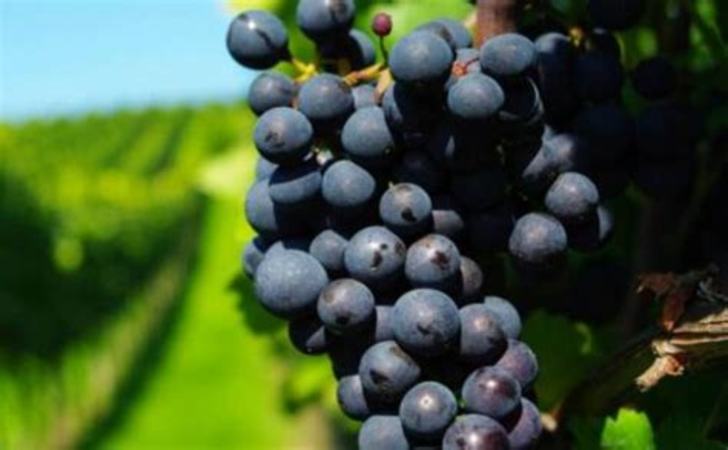 葡萄都有什么品种图片大全,蓝宝石葡萄优缺点是什么