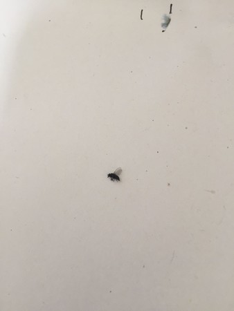 丁小黑什么时候出来(丁真 小黑)