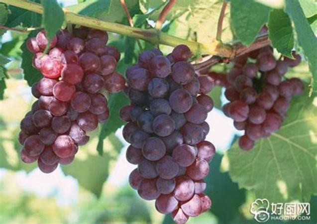 姬葡萄为什么那么贵,今年的葡萄为什么比往年贵