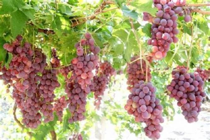 如何处理酸涩葡萄,葡萄转色期要注意什么问题
