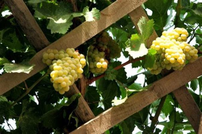 中国葡萄品种有哪些,中国血统的葡萄品种有哪些