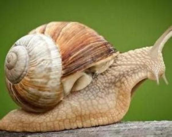 法国蜗牛如何饲养,目前处境如何了