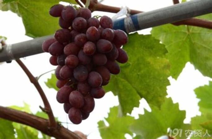 怎么种赤霞珠葡萄,酿酒葡萄怎么种植
