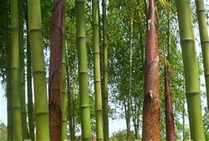 竹酒竹子怎么加工,我的家乡满山遍野都是竹子