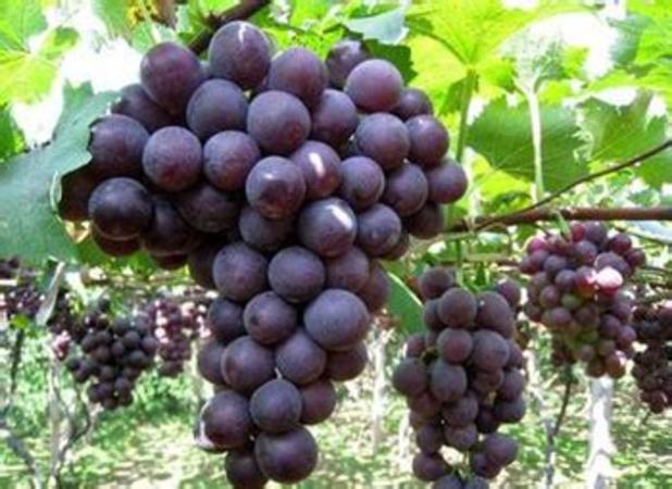 小品种的葡萄有哪些品种,不需膨大的葡萄品种有哪些