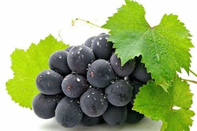 葡萄醇 作用是什么意思,吃葡萄种子有什么好处