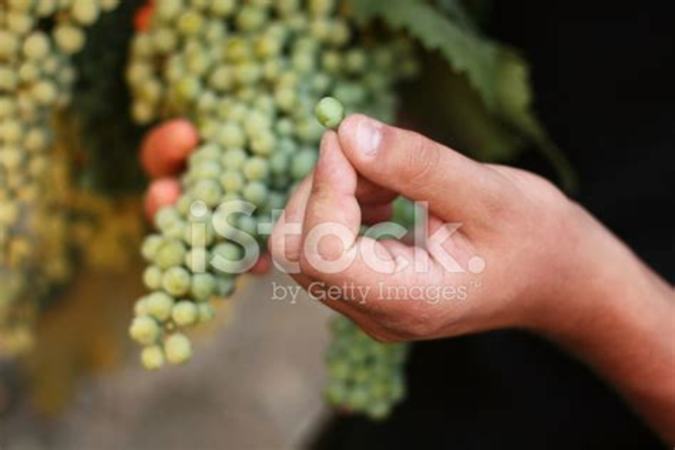 如何选择酿酒葡萄,酿酒葡萄怎么种植