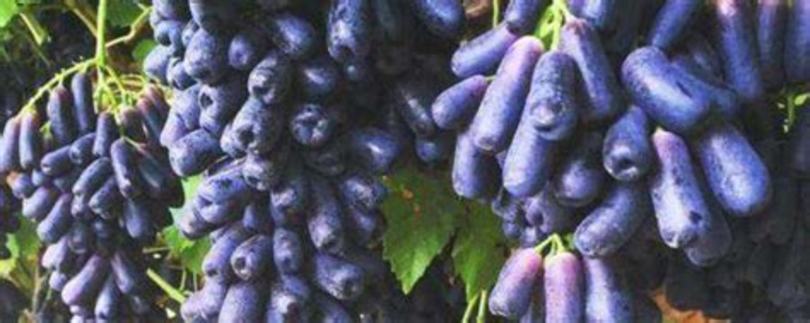 什么是葡萄品种,在农村种植葡萄