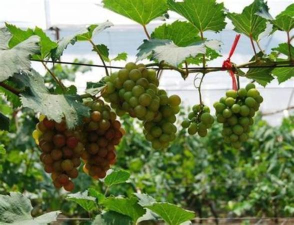 自制葡萄酒用什么品种的葡萄,农村里自己家种的葡萄