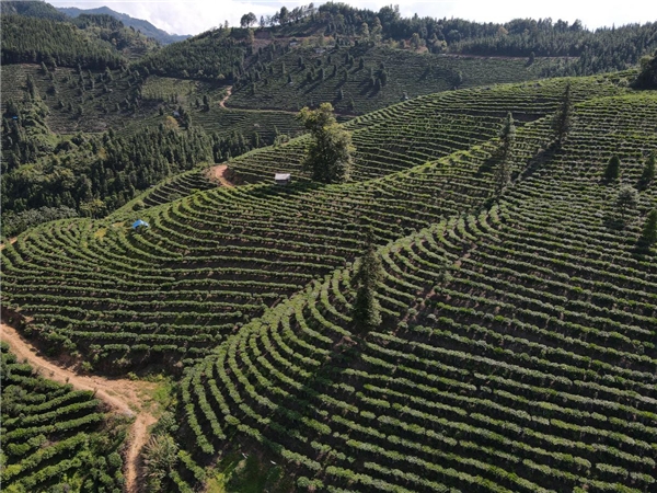 广西偏远小屯的“致富密码” ——国晶酒业成乡村振兴“模范样本”